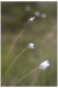 CRW_0652