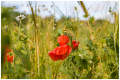 MG_8063-2